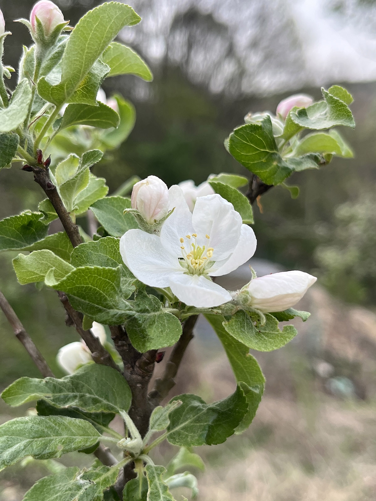 사과꽃